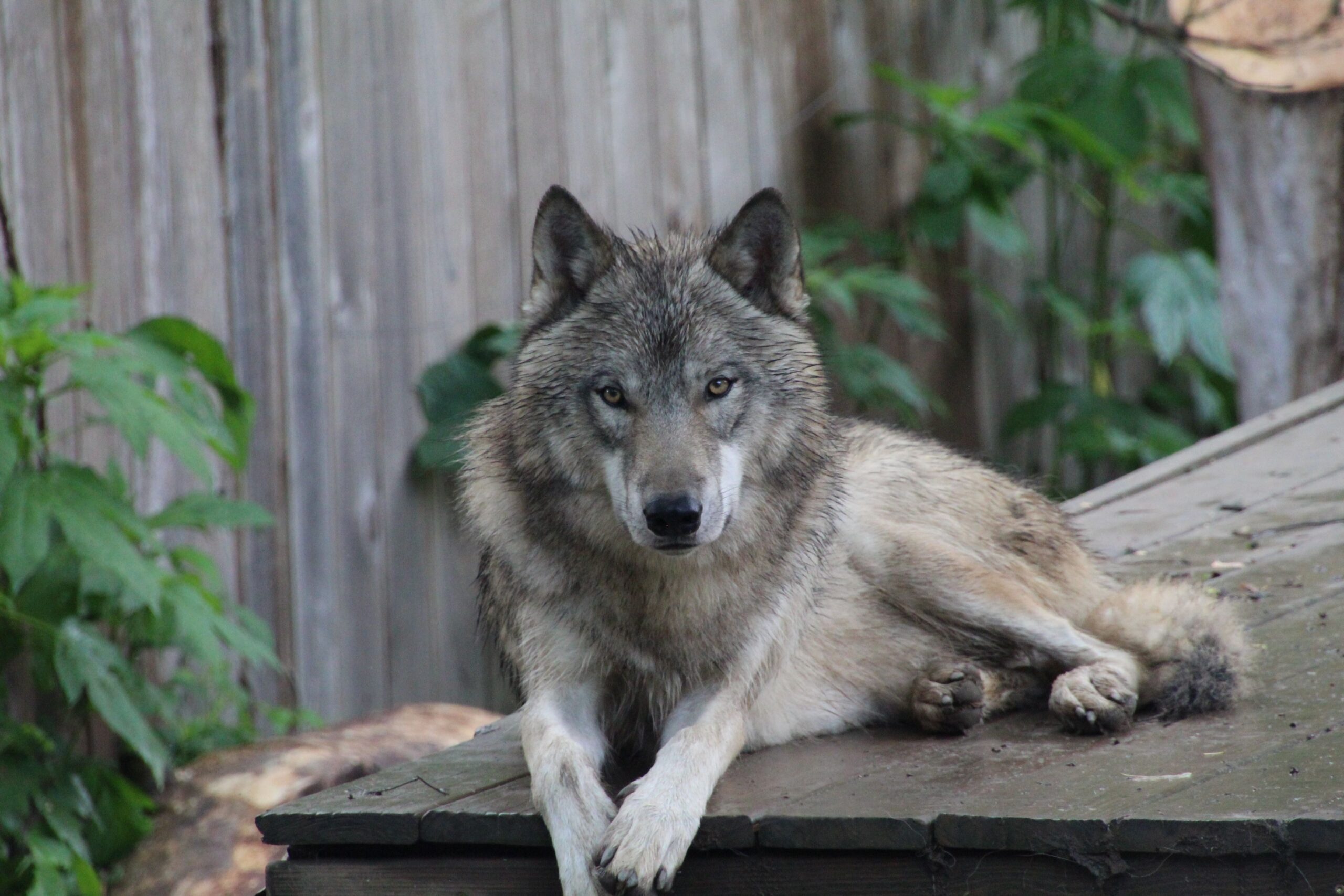 loup-couché-bois-végétarien