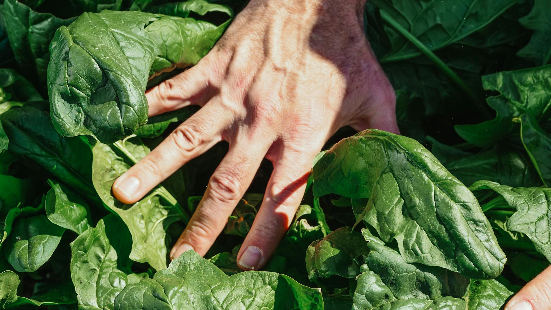 a person s hand on green leaves